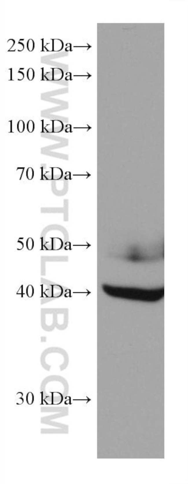 NFIX Antibody in Western Blot (WB)