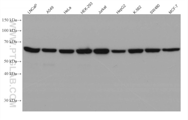 MON1B Antibody in Western Blot (WB)