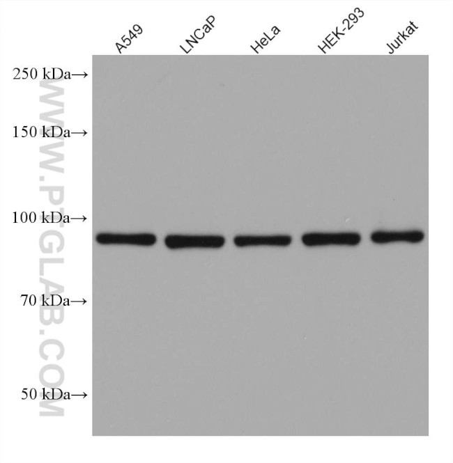 GPHN Antibody in Western Blot (WB)