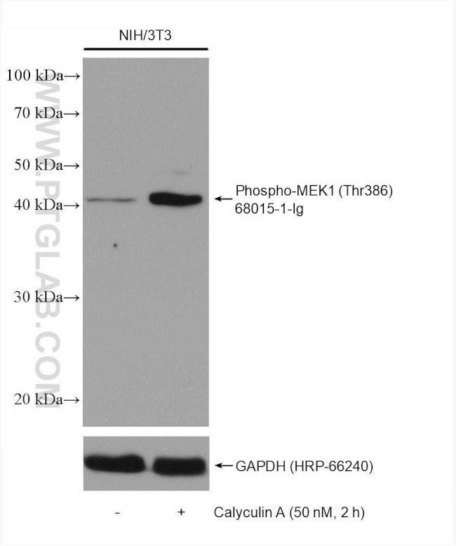 Phospho-MEK1 (Thr386) Antibody in Western Blot (WB)