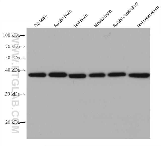 SH3GL2 Antibody in Western Blot (WB)