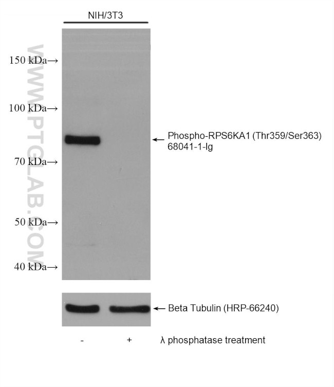 Phospho-RPS6KA1 (Thr359, Ser363) Antibody in Western Blot (WB)