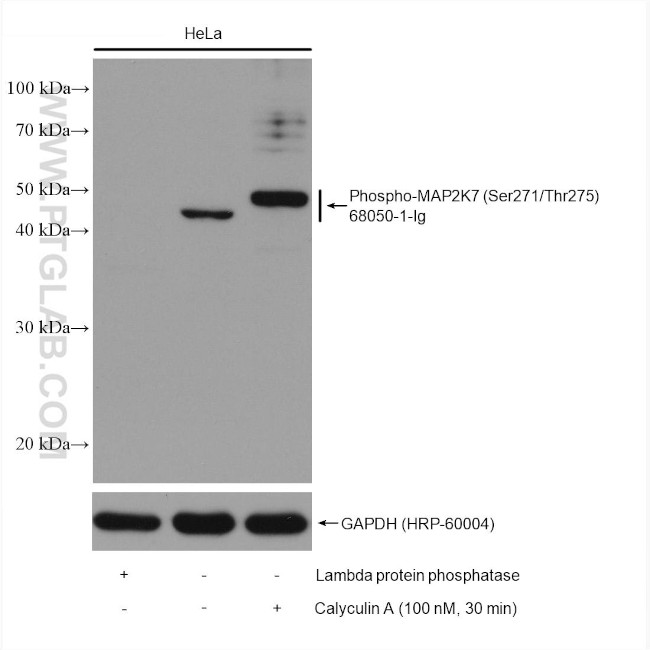 Phospho-MKK7 (Ser271, Thr275) Antibody in Western Blot (WB)