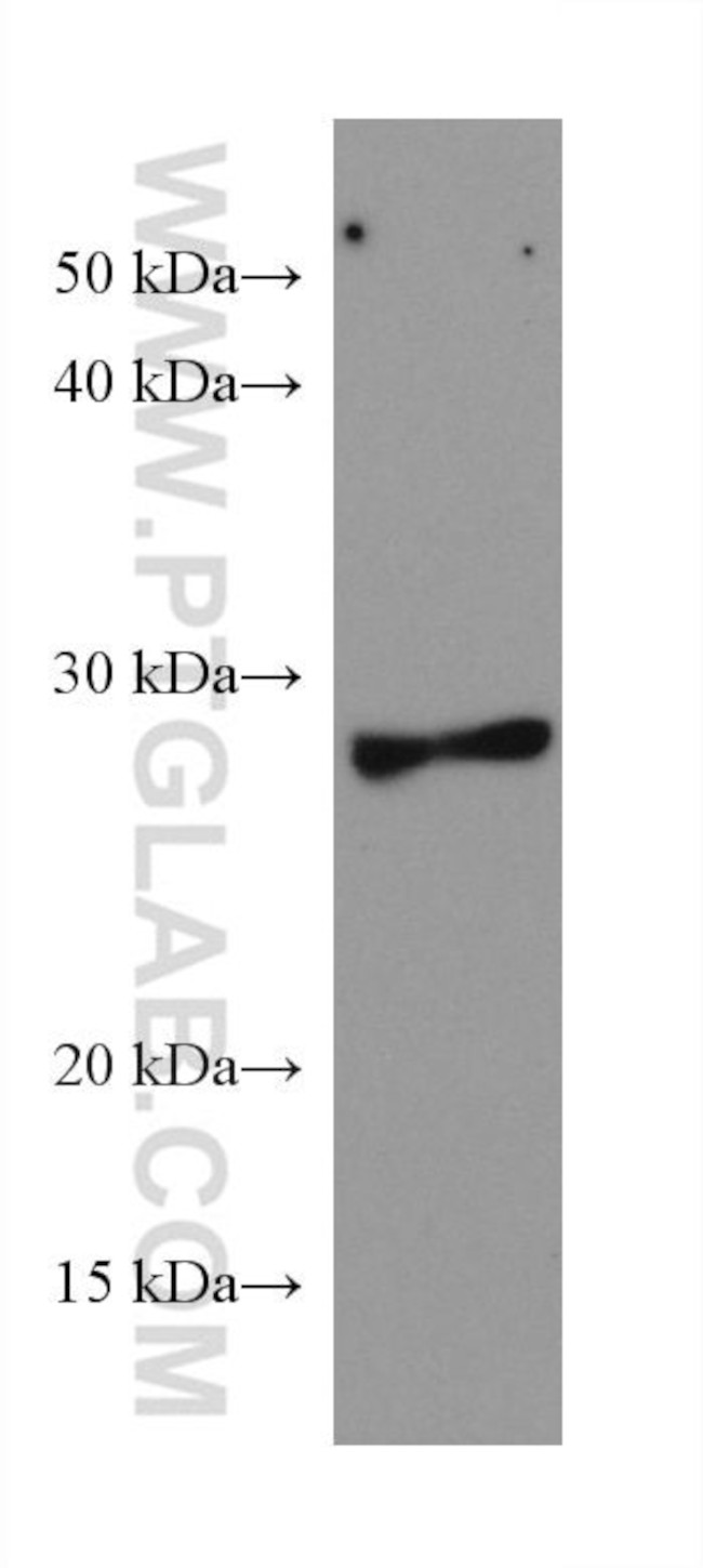 PYCRL Antibody in Western Blot (WB)