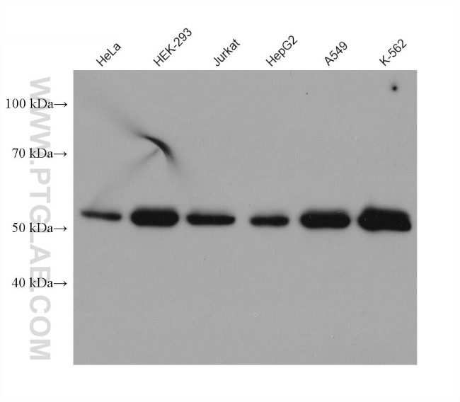 SPTLC2 Antibody in Western Blot (WB)