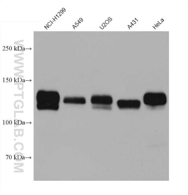 AXL Antibody in Western Blot (WB)