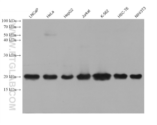 RPL12 Antibody in Western Blot (WB)
