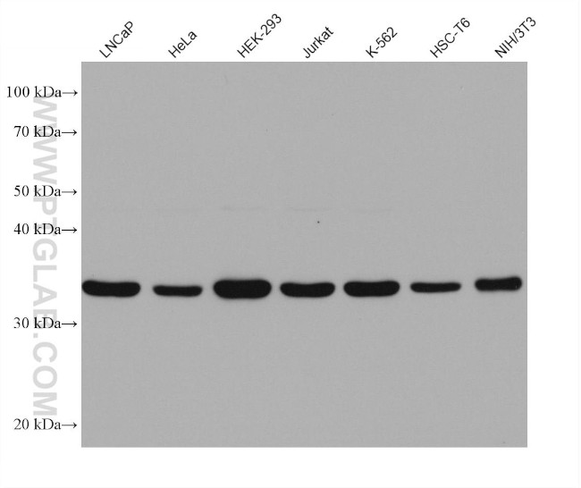 PPP1CC Antibody in Western Blot (WB)