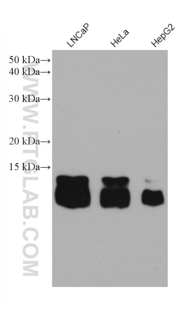ATP5J2 Antibody in Western Blot (WB)