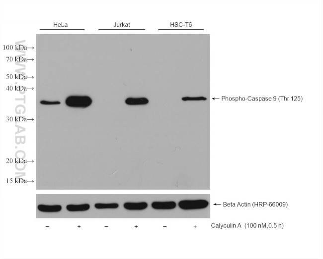 Phospho-Caspase 9 (Thr125) Antibody in Western Blot (WB)