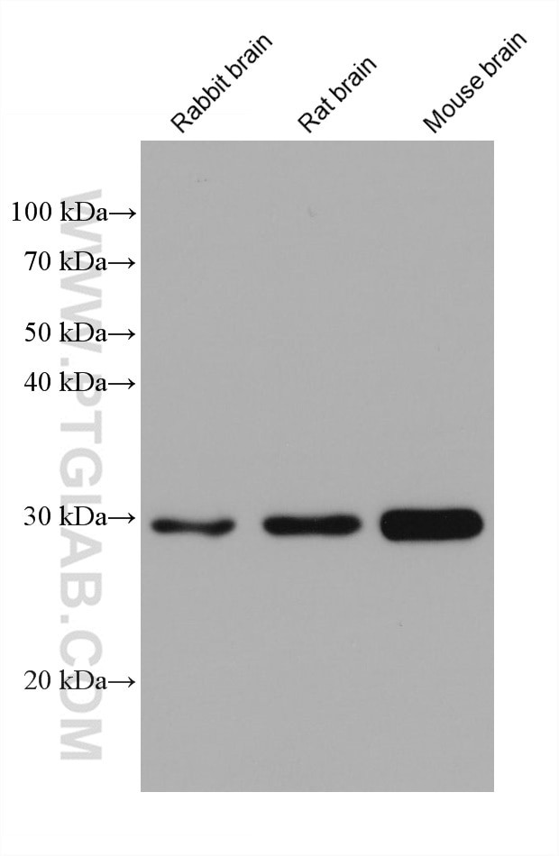 DDAH2 Antibody in Western Blot (WB)