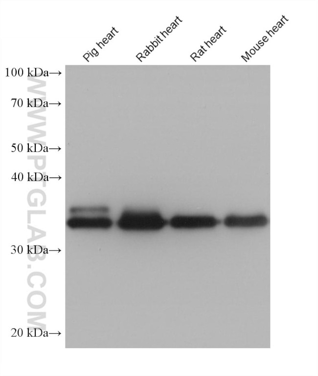 TPM3 Antibody in Western Blot (WB)