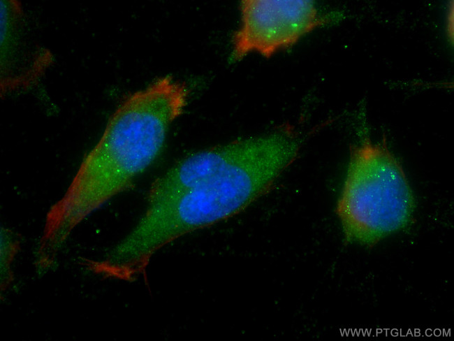 LANCL1 Antibody in Immunocytochemistry (ICC/IF)
