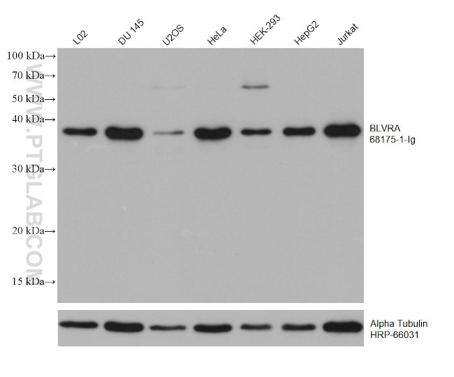 BLVRA Antibody in Western Blot (WB)