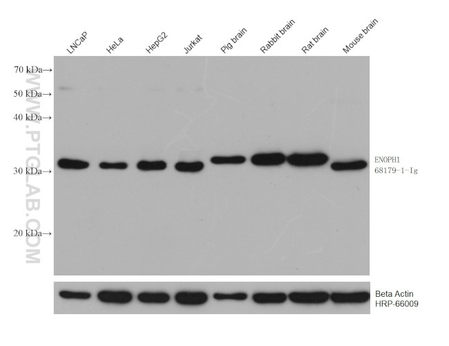 ENOPH1 Antibody in Western Blot (WB)