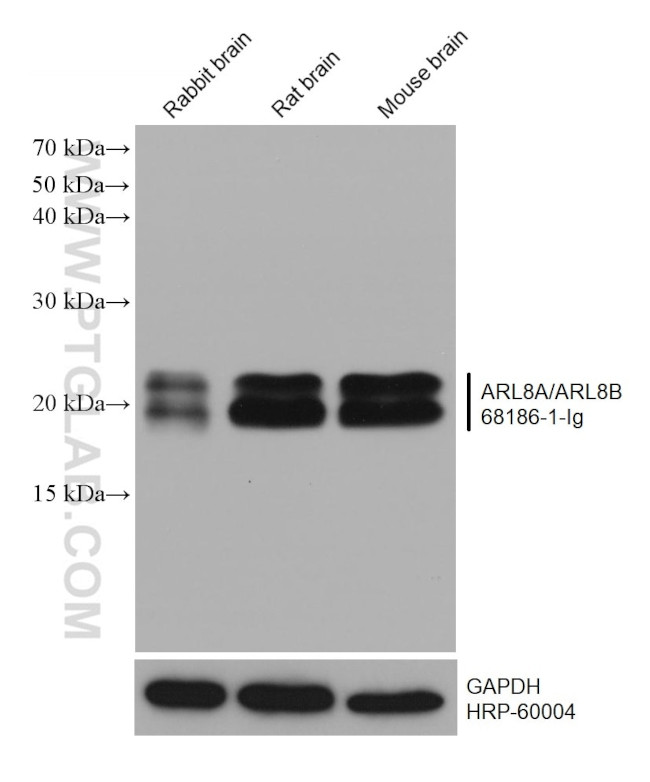 ARL8A/ARL8B Antibody in Western Blot (WB)
