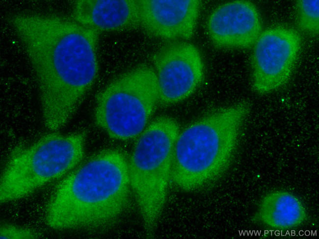 PABPC4 Antibody in Immunocytochemistry (ICC/IF)