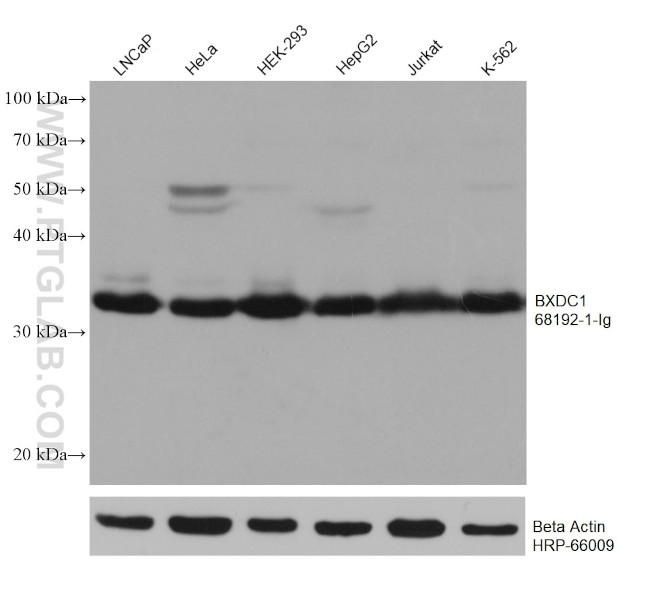 BXDC1 Antibody in Western Blot (WB)