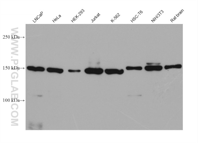 RPAP1 Antibody in Western Blot (WB)
