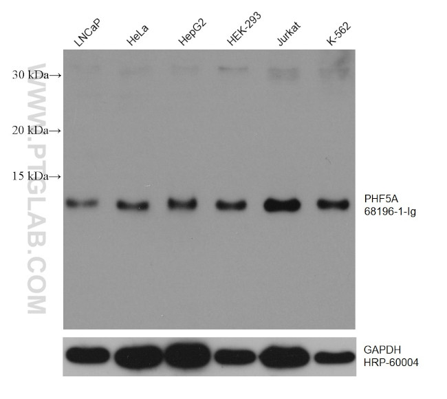 PHF5A Antibody in Western Blot (WB)