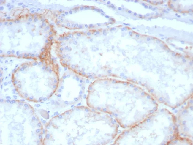 CD147/EMMPRIN/Neurothelin Antibody in Immunohistochemistry (Paraffin) (IHC (P))
