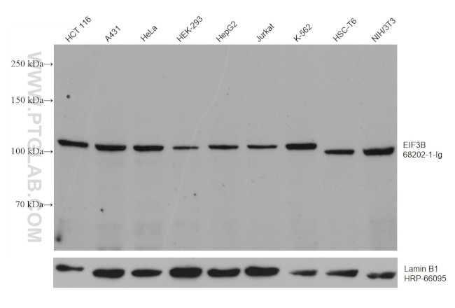 EIF3B Antibody in Western Blot (WB)