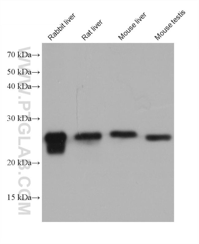 GSTM5 Antibody in Western Blot (WB)