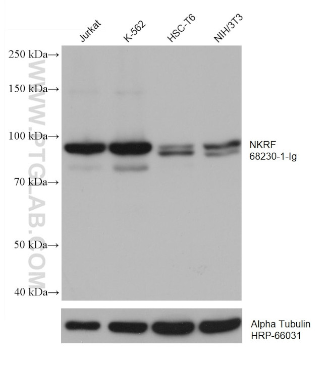 NKRF Antibody in Western Blot (WB)