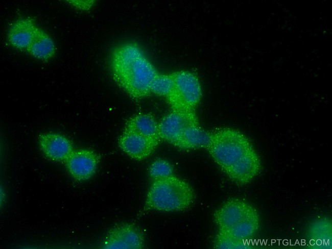 GPSM1 Antibody in Immunocytochemistry (ICC/IF)