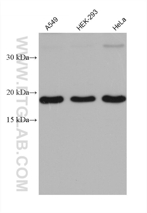 OPA3 Antibody in Western Blot (WB)