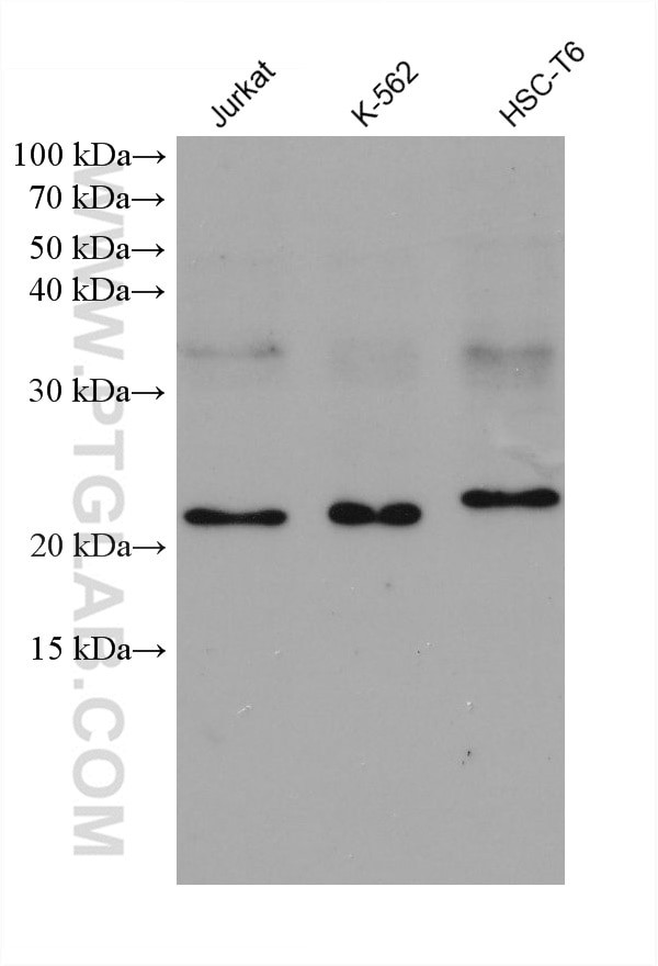 GLO1 Antibody in Western Blot (WB)