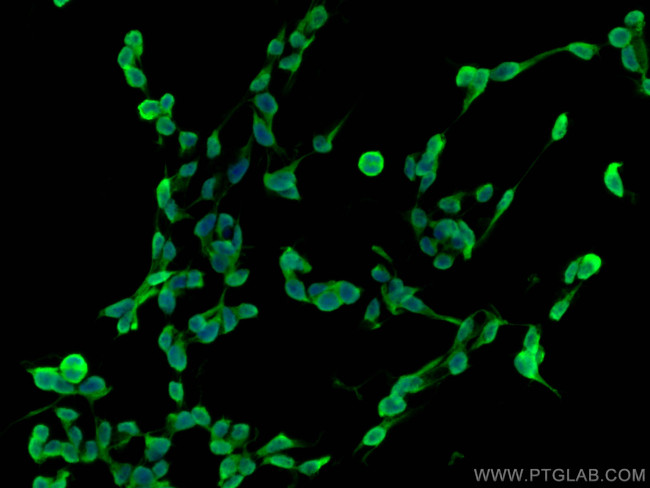 KLK8 Antibody in Immunocytochemistry (ICC/IF)