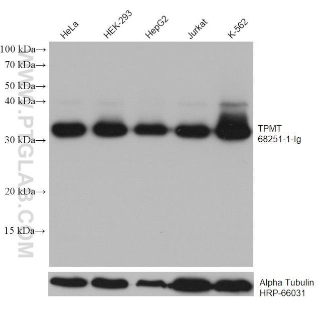 TPMT Antibody in Western Blot (WB)