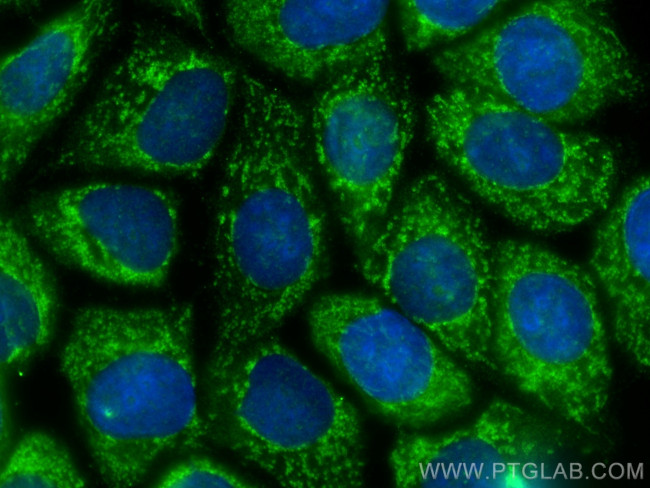 CHCHD3 Antibody in Immunocytochemistry (ICC/IF)