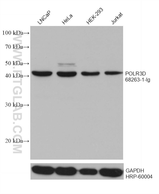 POLR3D Antibody in Western Blot (WB)