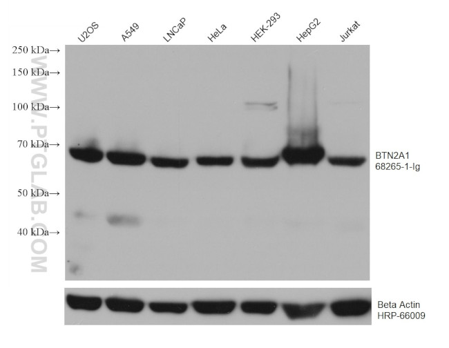 BTN2A1 Antibody in Western Blot (WB)