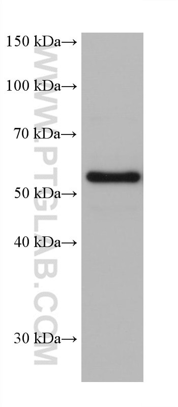 CRMP5 Antibody in Western Blot (WB)