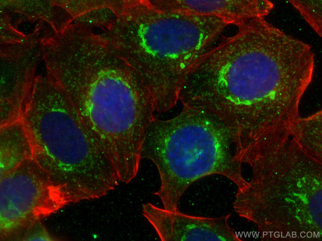 PDXDC1 Antibody in Immunocytochemistry (ICC/IF)