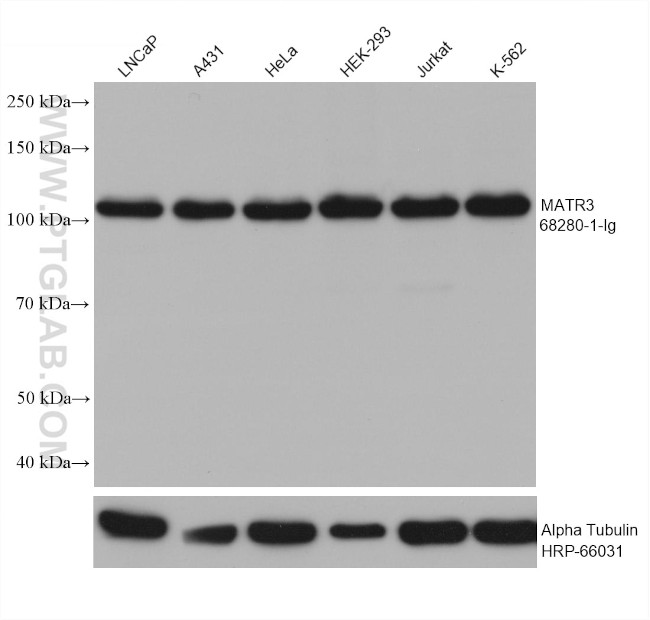 MATR3 Antibody in Western Blot (WB)