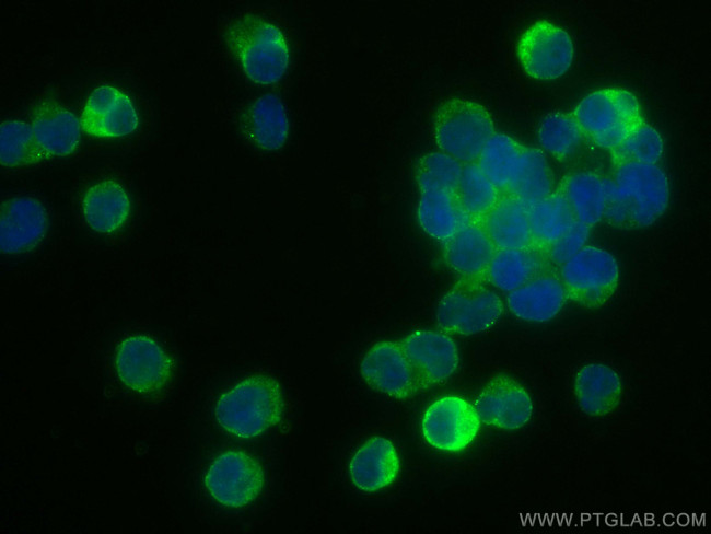 LZTFL1 Antibody in Immunocytochemistry (ICC/IF)