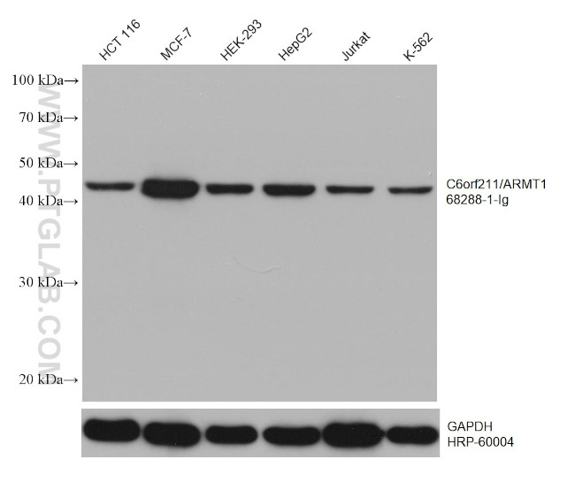 C6orf211/ARMT1 Antibody in Western Blot (WB)