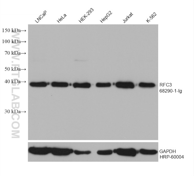 RFC3 Antibody in Western Blot (WB)