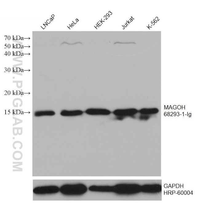 MAGOH Antibody in Western Blot (WB)