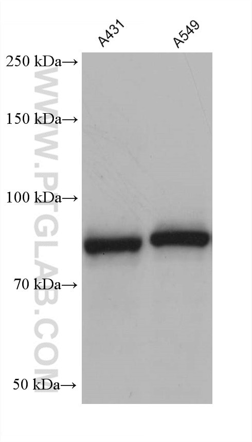 DHX32 Antibody in Western Blot (WB)