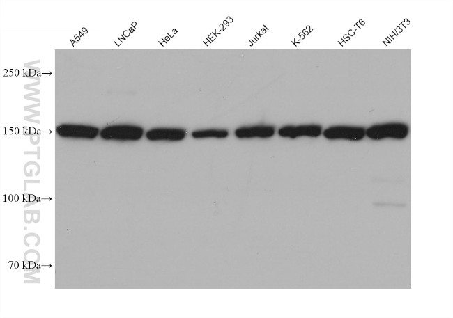 MED23 Antibody in Western Blot (WB)