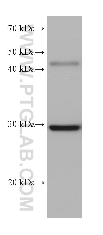 PBLD Antibody in Western Blot (WB)