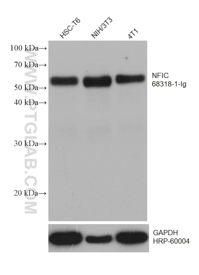 NFIC Antibody in Western Blot (WB)