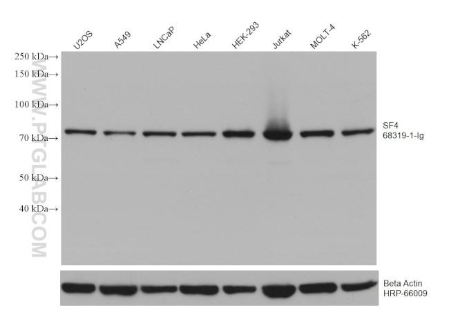SF4 Antibody in Western Blot (WB)
