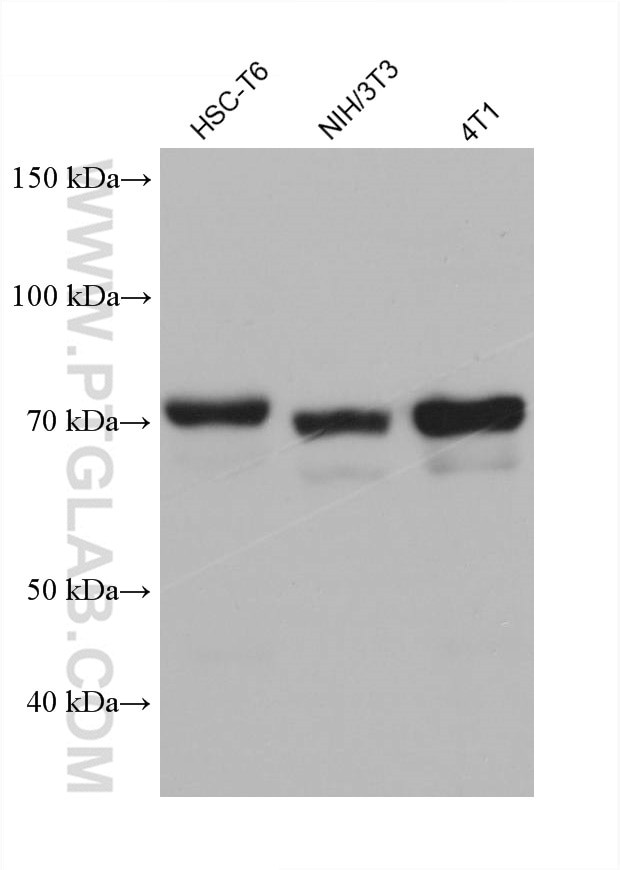 SH3BP1 Antibody in Western Blot (WB)
