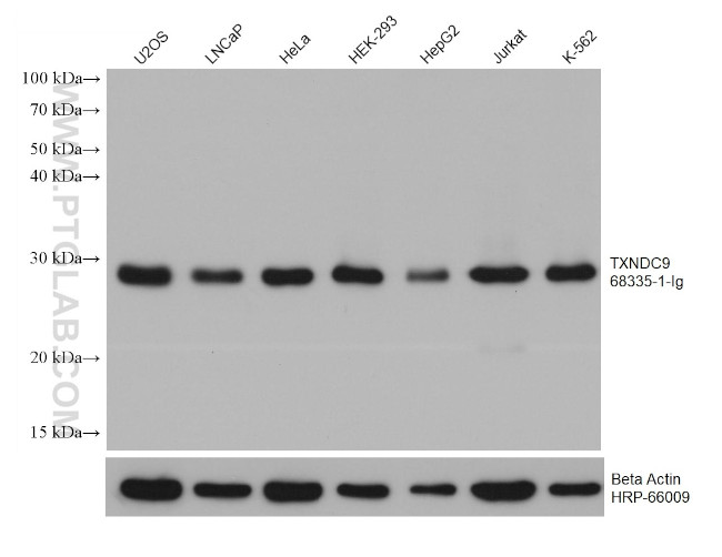 TXNDC9 Antibody in Western Blot (WB)